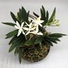 neofinetia falcata Junihitoe 十二単